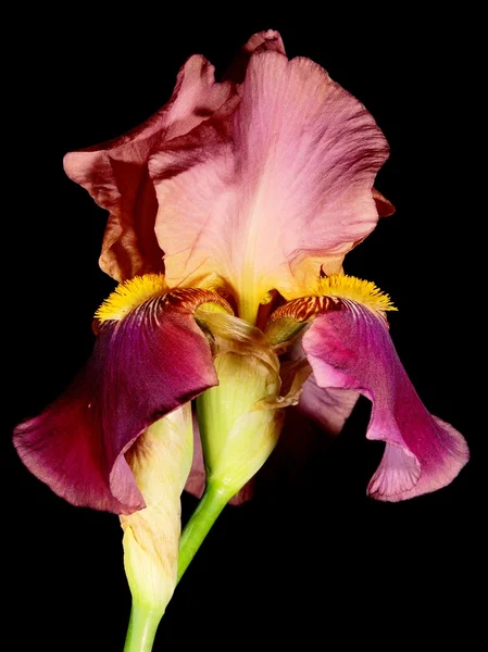 Květ hnědý Iris izolovaných na černém pozadí — Stock fotografie