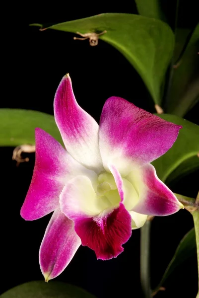Orchidea rosa isolata su fondo nero — Foto Stock