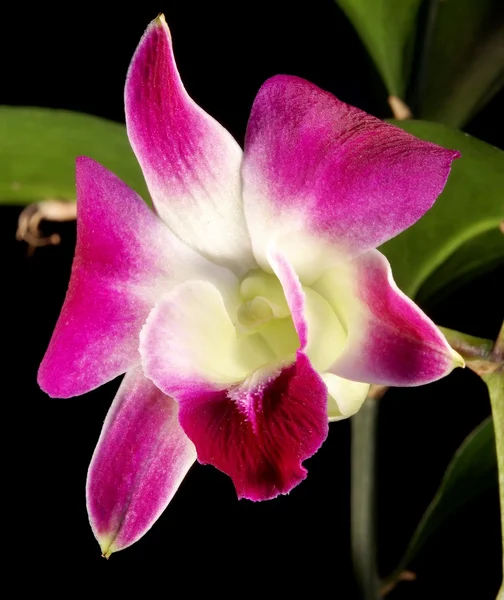 Orchidea rosa isolata su fondo nero — Foto Stock