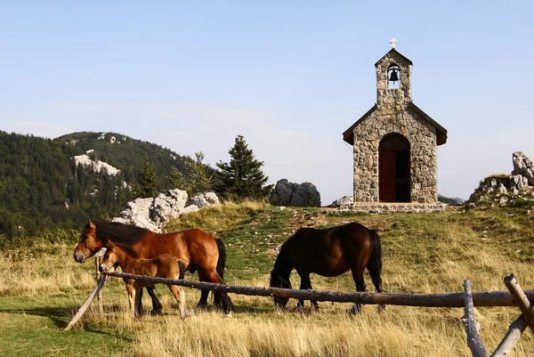Cavalos pastando em pasto em frente à capela — Fotografia de Stock