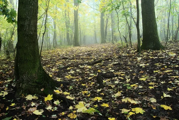 Yaprak döken ılıman orman sonbahar natürmort — Stok fotoğraf
