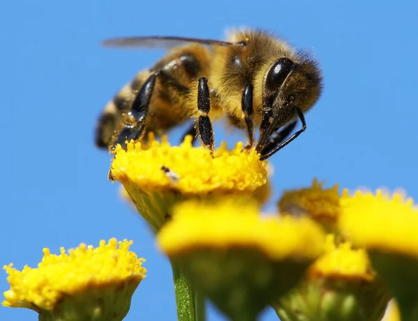 Honigbiene mit gelben Blüten bestäubt — Stockfoto