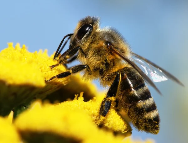 Sarı çiçek Tozlanan bal arısı — Stok fotoğraf