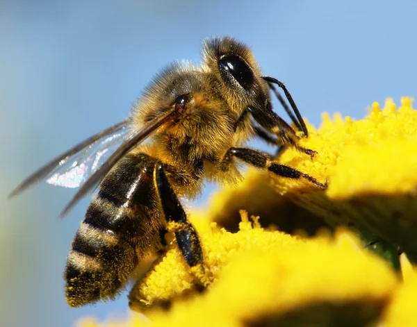 Pszczoły miodnej zapylane żółty kwiat — Zdjęcie stockowe