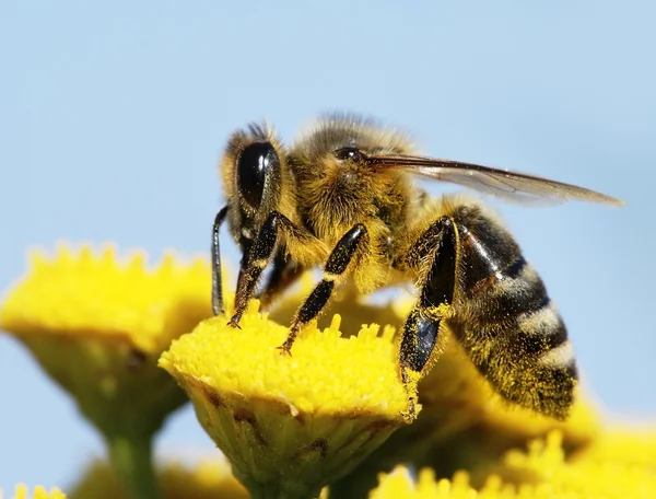 Honungsbinas pollineras av gul blomma — Stockfoto