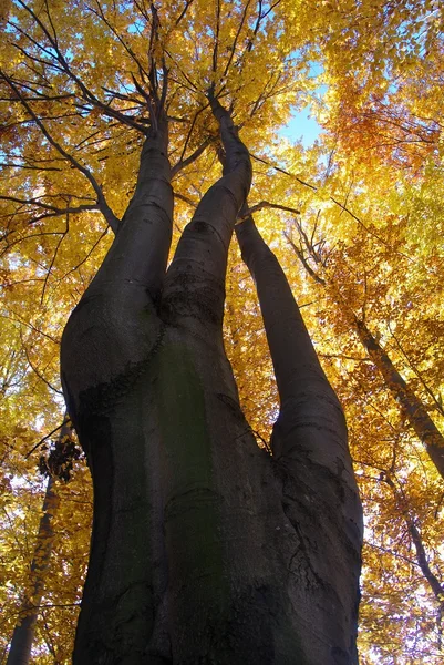 stock image View of tree-top of broadleaved tree