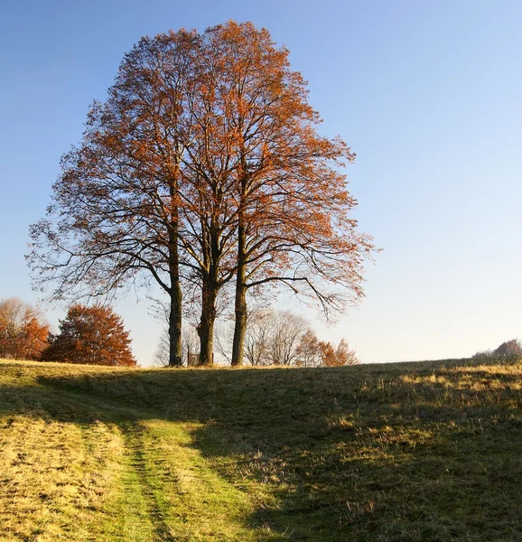 View of autumnal group of lime tree — Stock Photo, Image