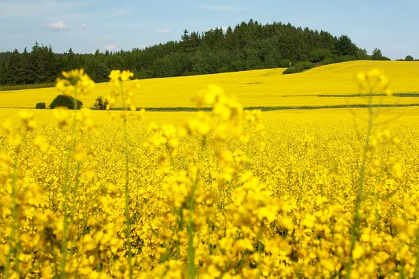 stock image Field of rapeseed