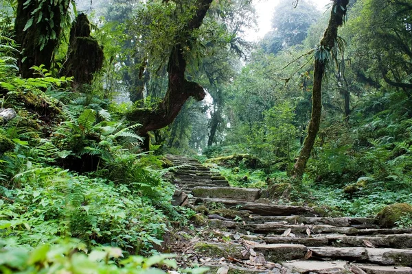 stock image Nepalian rainforest with pathway