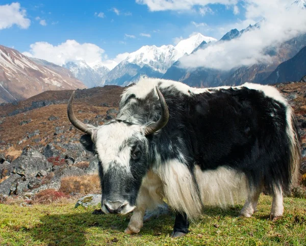 Yak in Langtang valley — Stock Photo, Image
