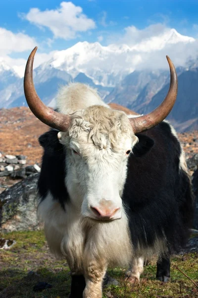Langtang völgyében yak — Stock Fotó