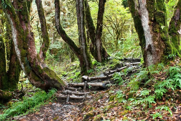 Nepalian rainforest with pathway — Stock Photo, Image