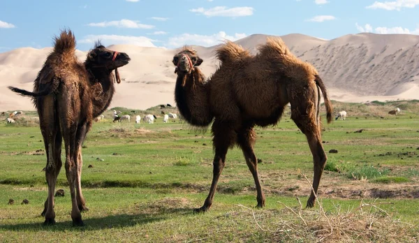 Velbloudi duny pouště - Mongolsko — Stock fotografie