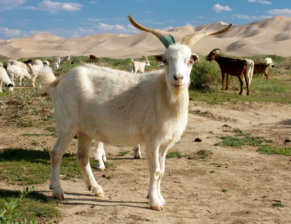 stock image Goat - dune - desert - mongolia
