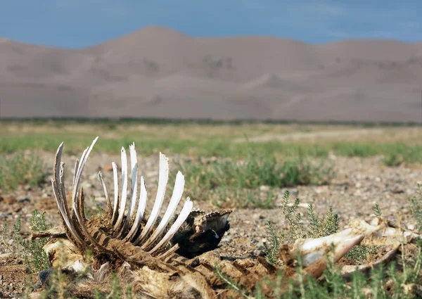 Skelet no deserto - mongólia — Fotografia de Stock