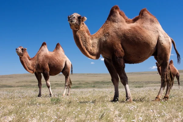 Kamelen op woestijn — Stockfoto