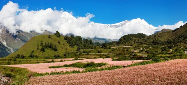 Vue de annapurna himal à dhaulagiri himal avec champ de sarrasin — Photo