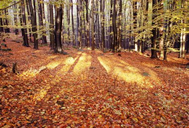 Sonbahar parke orman - Avrupa beechs (fagus sylvatica görüntülemek)