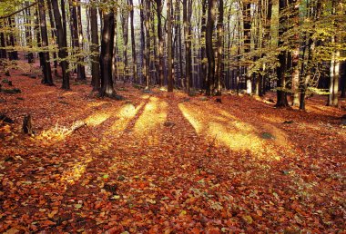 View from autumnal hardwood forest clipart