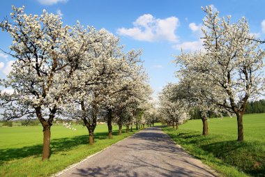 Alley of cherry-trees clipart