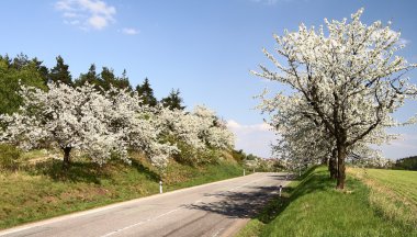 kiraz ağaçlarının sokak
