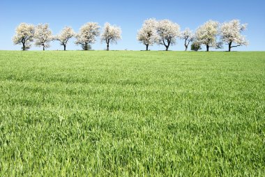 Alley of flowering cherry-trees and green spring corn field clipart