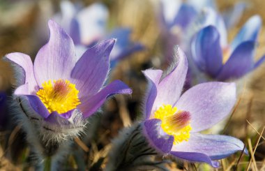 pasqueflower çiçek