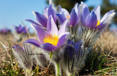 pasqueflower çiçek