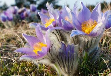 pasqueflower çiçek