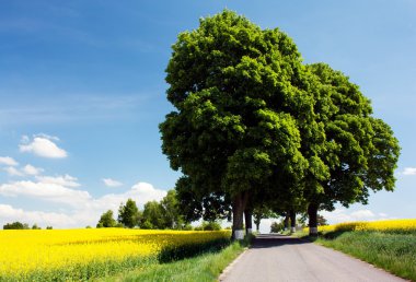 Field of rapeseed with road and alley clipart