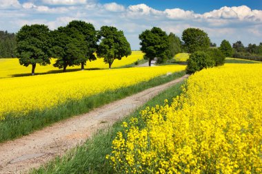 Field of rapeseed clipart