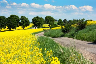 Field of rapeseed - brassica napus clipart