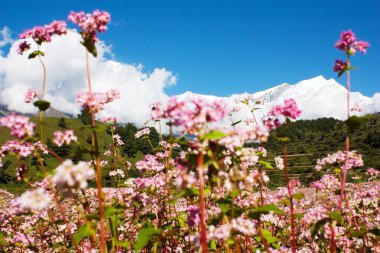 Annapurna saçma dhaulagiri saçma buğday alanı için görüntüleyin.