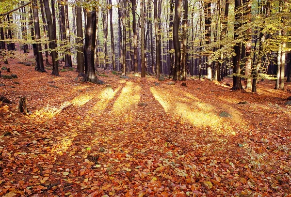 Pohled z podzimního lesa - Evropská beechs (fagus sylvatica) — Stock fotografie