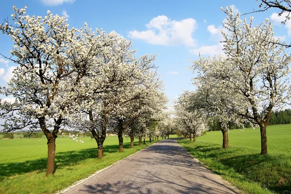 Alley of cherry-trees — Stock Photo, Image