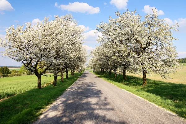 Alley of cherry-trees — Stock Photo, Image