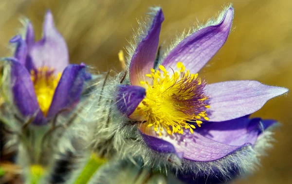 Bloemen van pasqueflower — Stockfoto