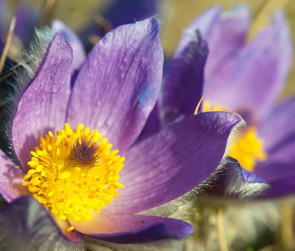 stock image Flowers of pasqueflower