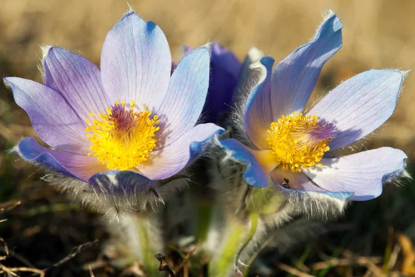 「おきなぐさ」の花 — ストック写真