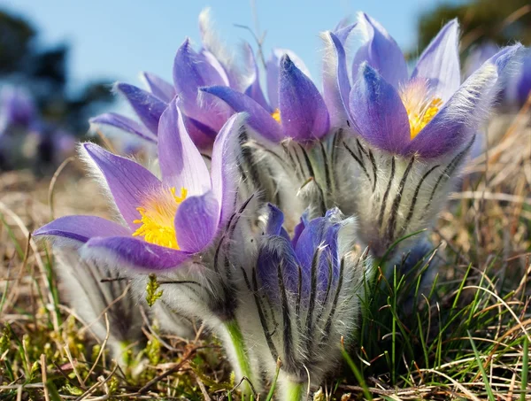 「おきなぐさ」の花 — ストック写真
