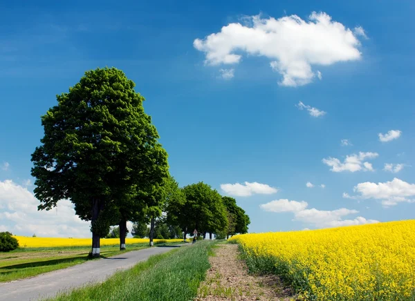 Field of rapeseed with road and alley — Stock Photo, Image