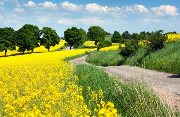 Field of rapeseed — Stock Photo, Image