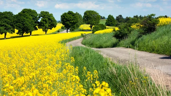 stock image Field of rapeseed