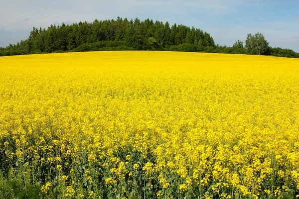 stock image Field of rapeseed