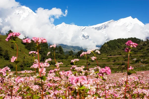 Vista desde annapurna himal a dhaulagiri himal con campo de trigo sarraceno — Foto de Stock