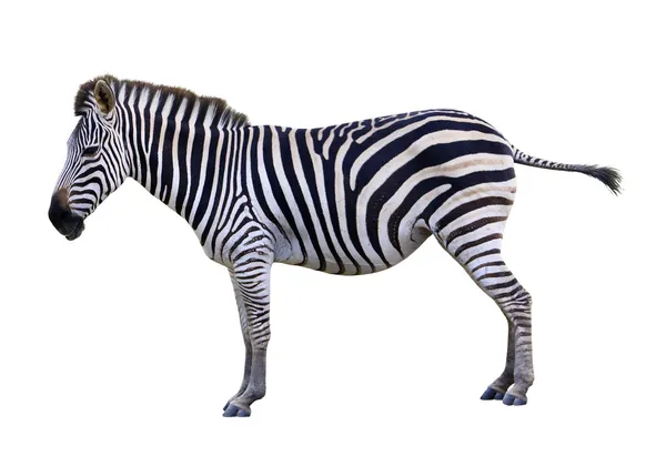 Zoo einzelne Burchell Zebra isoliert auf weißem Hintergrund — Stockfoto