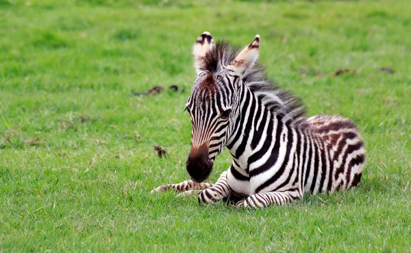 Giovane zebra posa su erba — Foto Stock