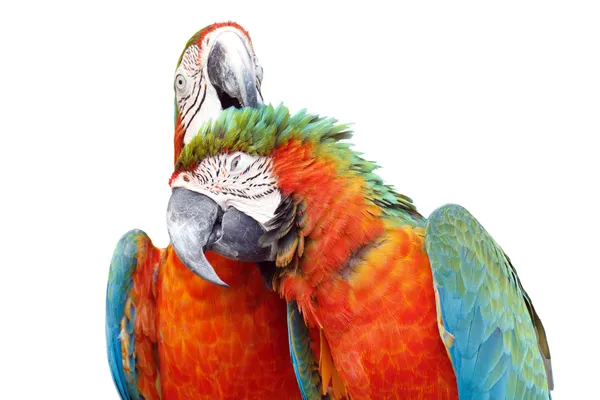 Colorful orange parrot macaw — Stock Photo, Image