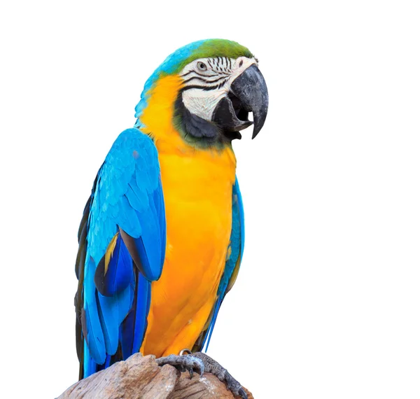 Цветной голубой попугай — стоковое фото