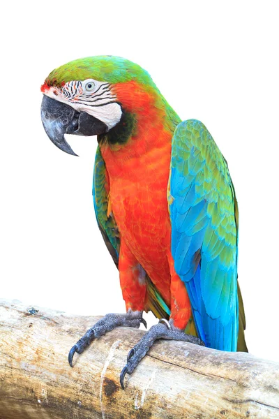 Kolorowe pomarańczowy papuga Ara — Zdjęcie stockowe